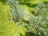 scotch pine l