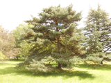 scotch pine t