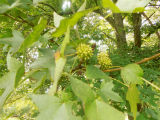 sweetgum bl