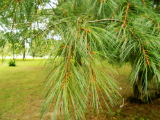 weeping pine l