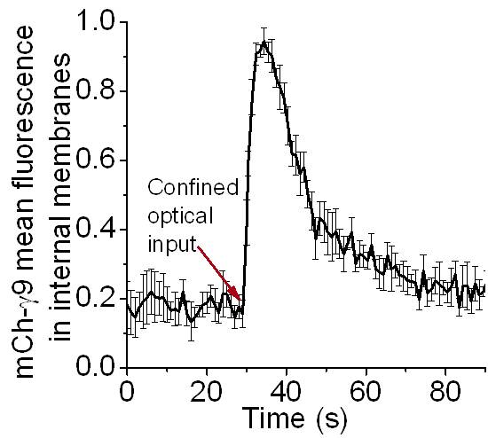 Opsin induced G protein translocation