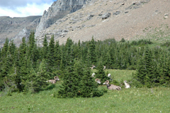 Glacier National Park Bighorn Sheep