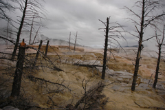 Mammoth Hot Springs