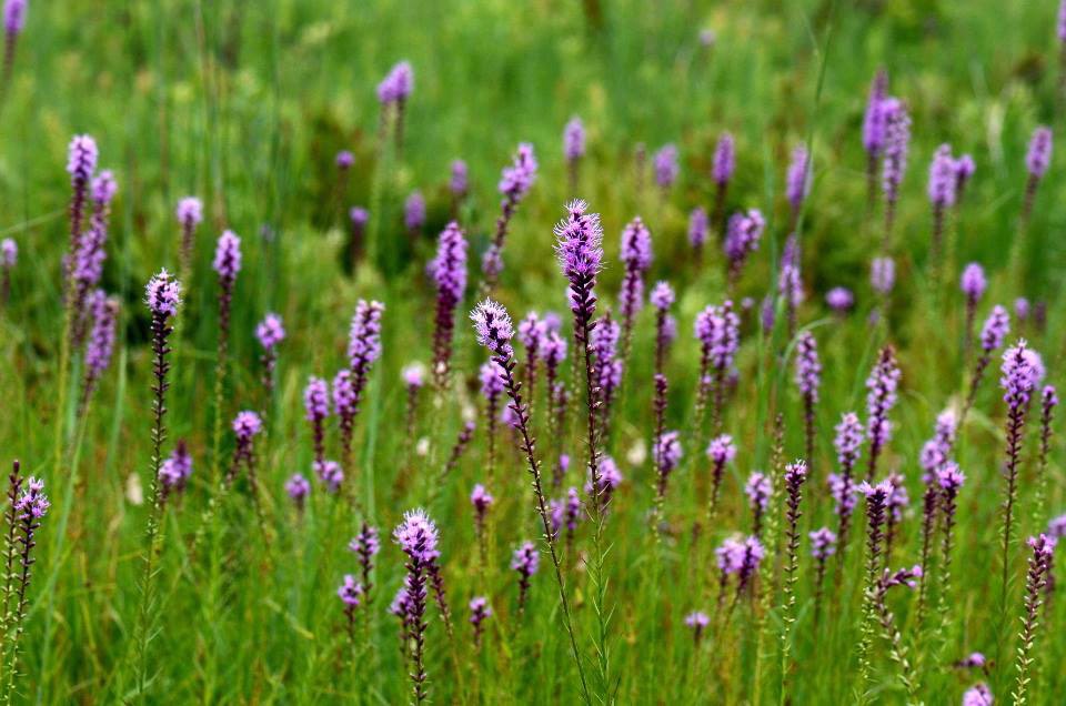 Blazingstar in Bloom at OO