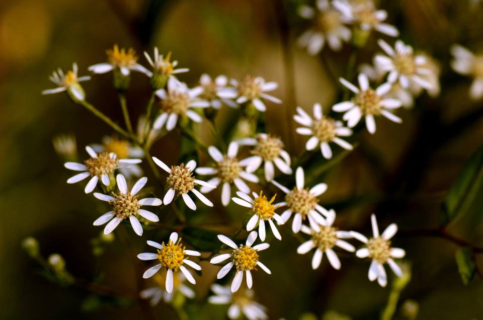 Flat Top Aster