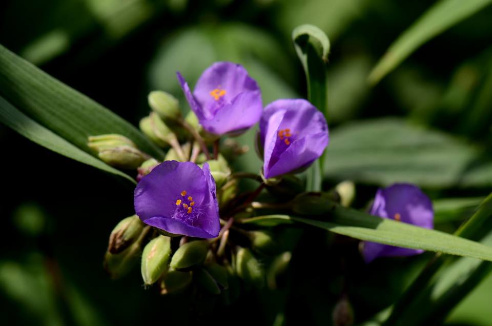 Ohio Spiderwort