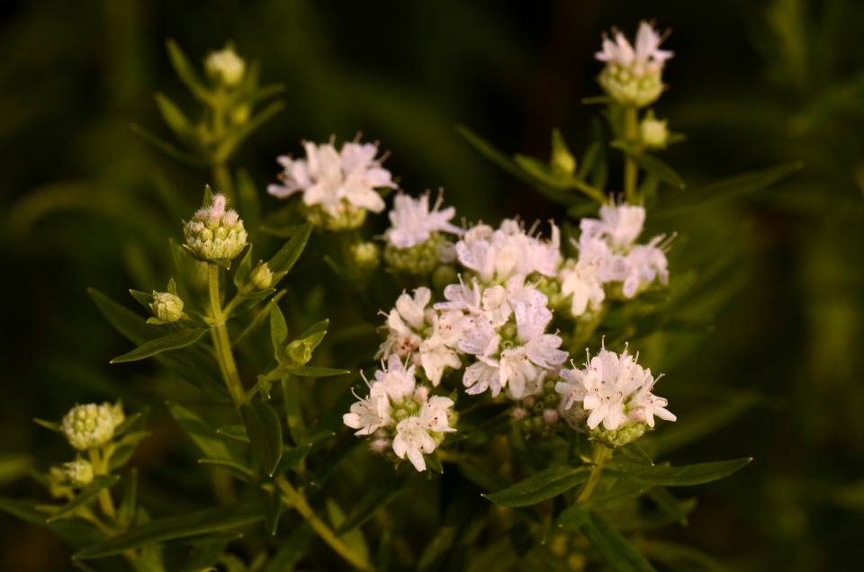 Virginia Mountain Mint