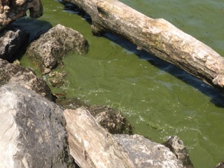 algae2