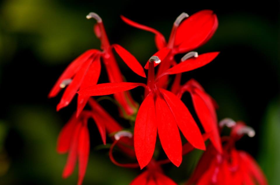 Cardinal Flower