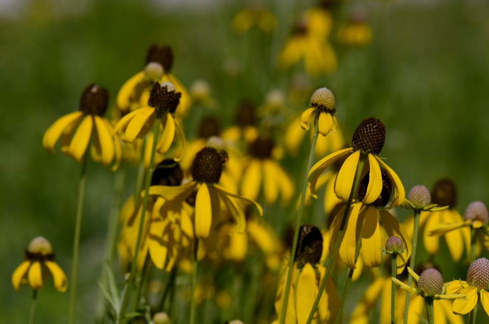 grey headed coneflower