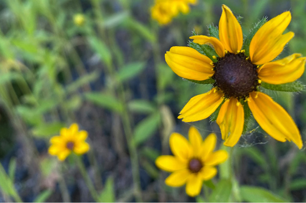 Black-Eyed Susan