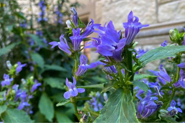 Blue Cardinal Flower