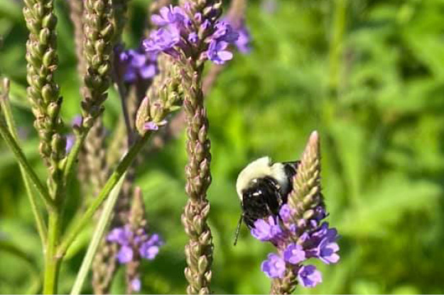 Blue Vervain