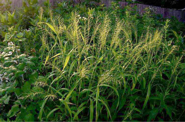 Bottlebrush Grass