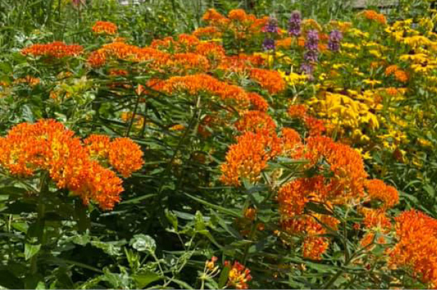 Butterfly Milkweed