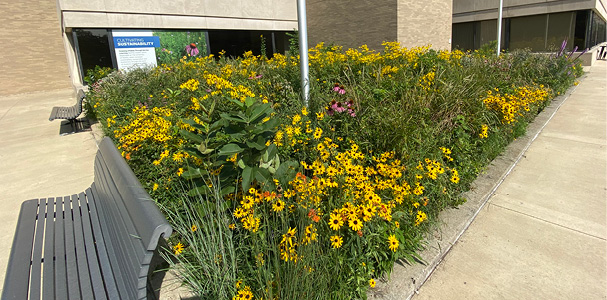 Carlson Library Gardens