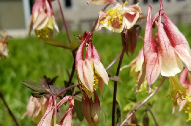 Columbine Flower