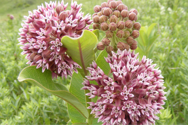 Common Milkweed