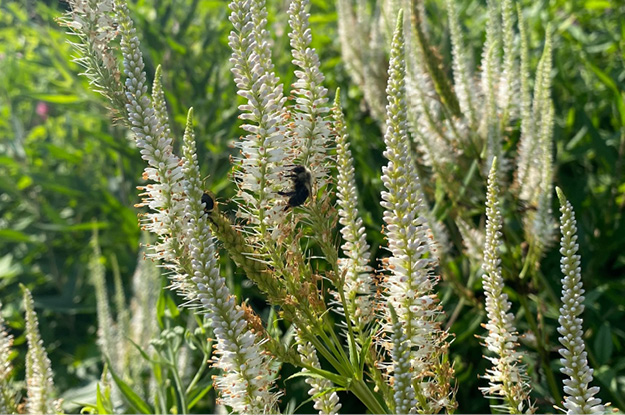 Culver's Root