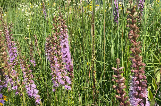 Dense Blazing Star