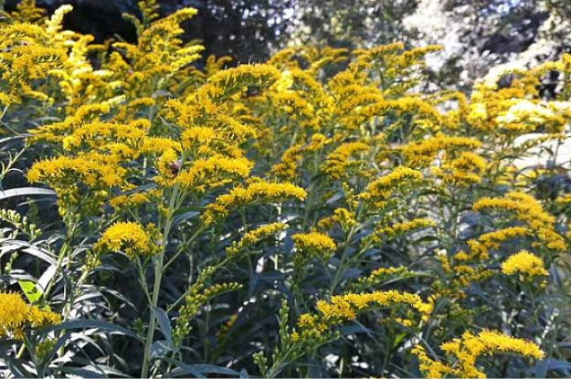 Gray Goldenrod