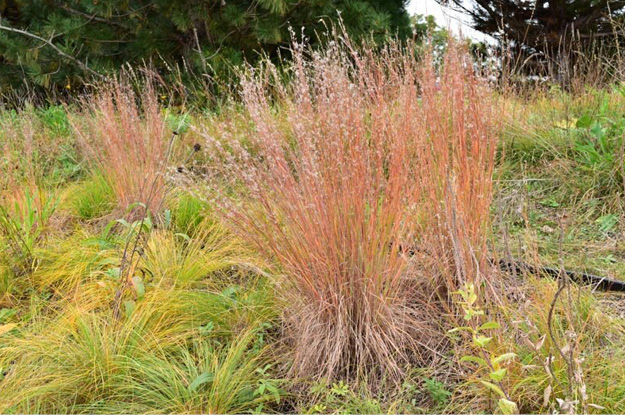 Little Bluestem