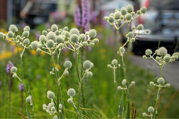 Rattlesnake Master