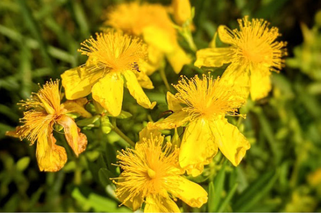 Shrubby St John's Wort