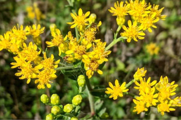 Stiff Goldenrod