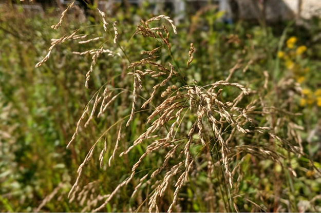 Switchgrass