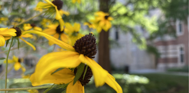 UHall Courtyard