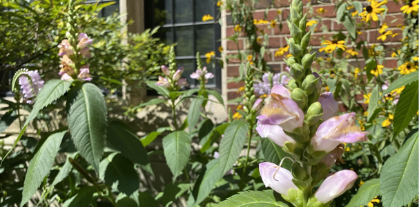 UHall Courtyard