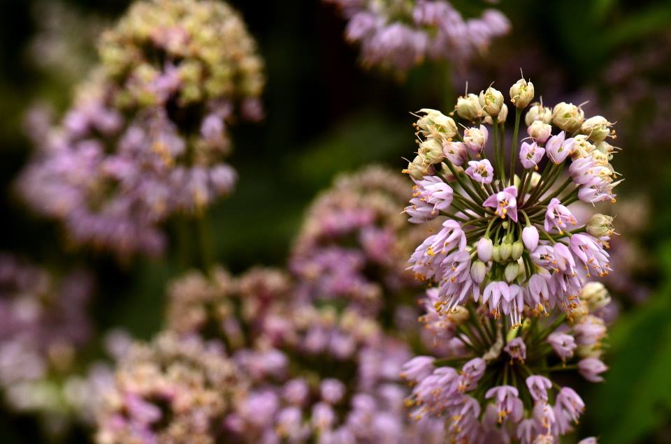 Nodding Onion