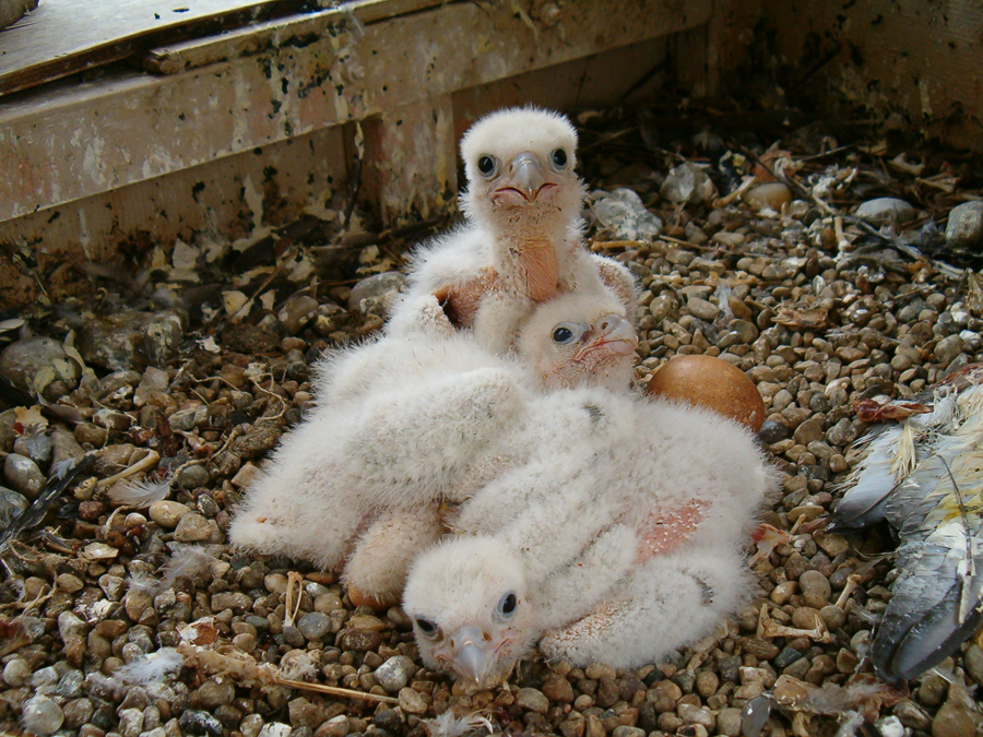 baby peregrine falcon in nest