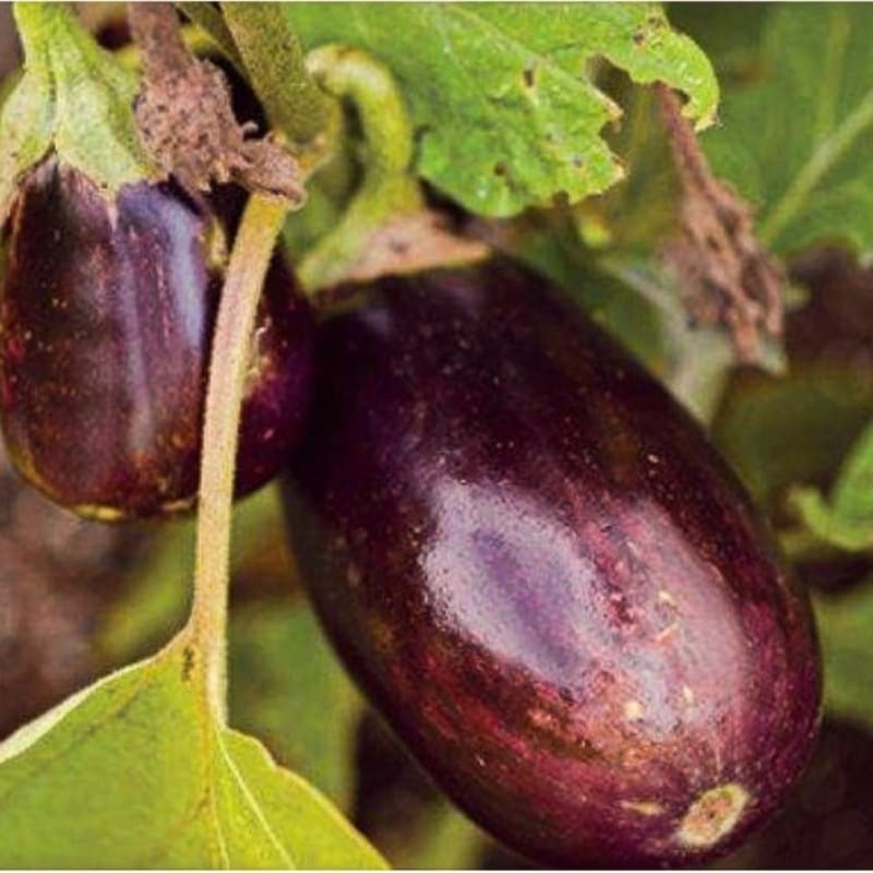 Black Beauty Eggplant