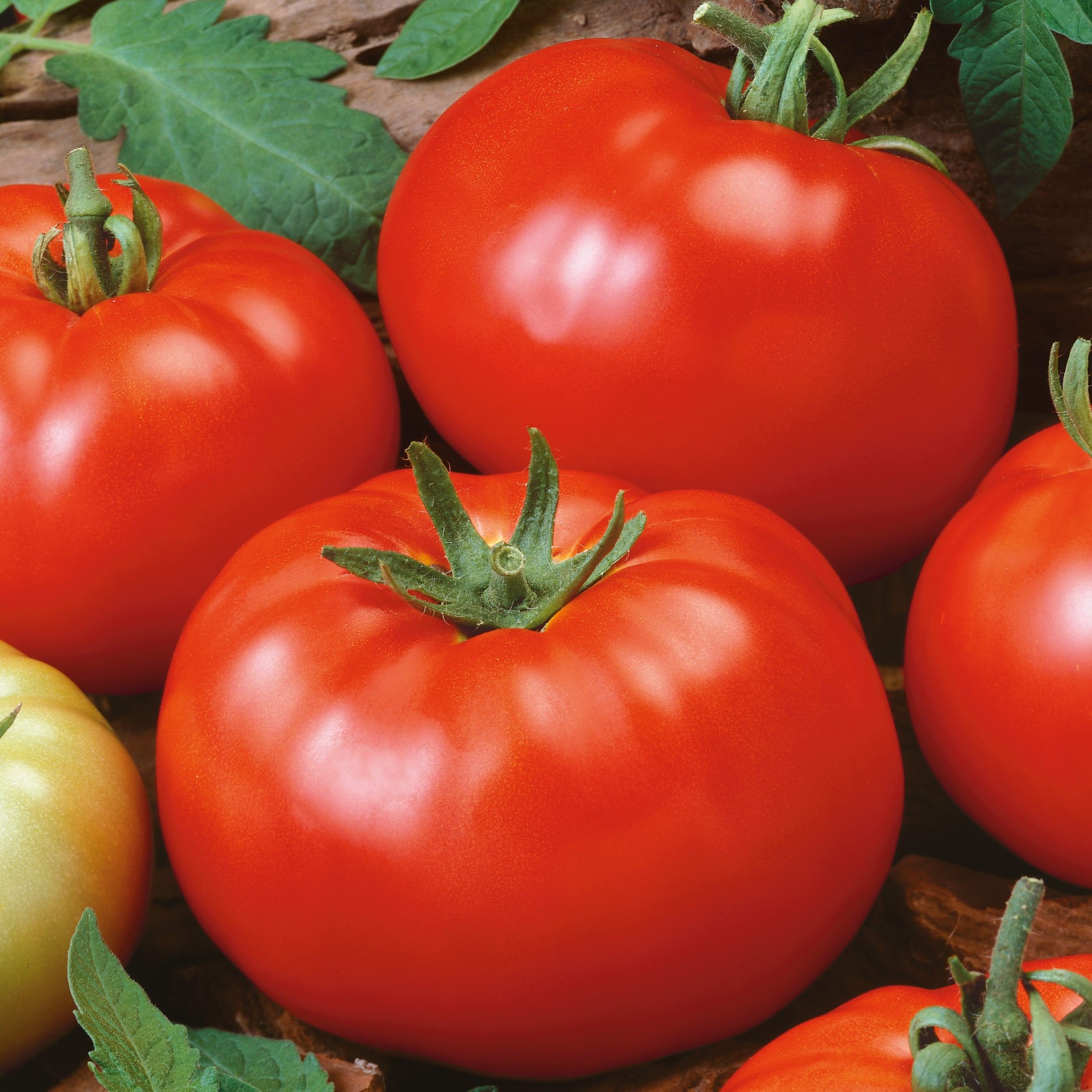 Brandywine Red Tomato