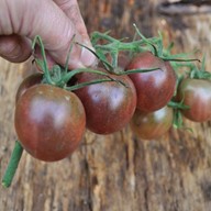 Chocolate Cherry Tomato