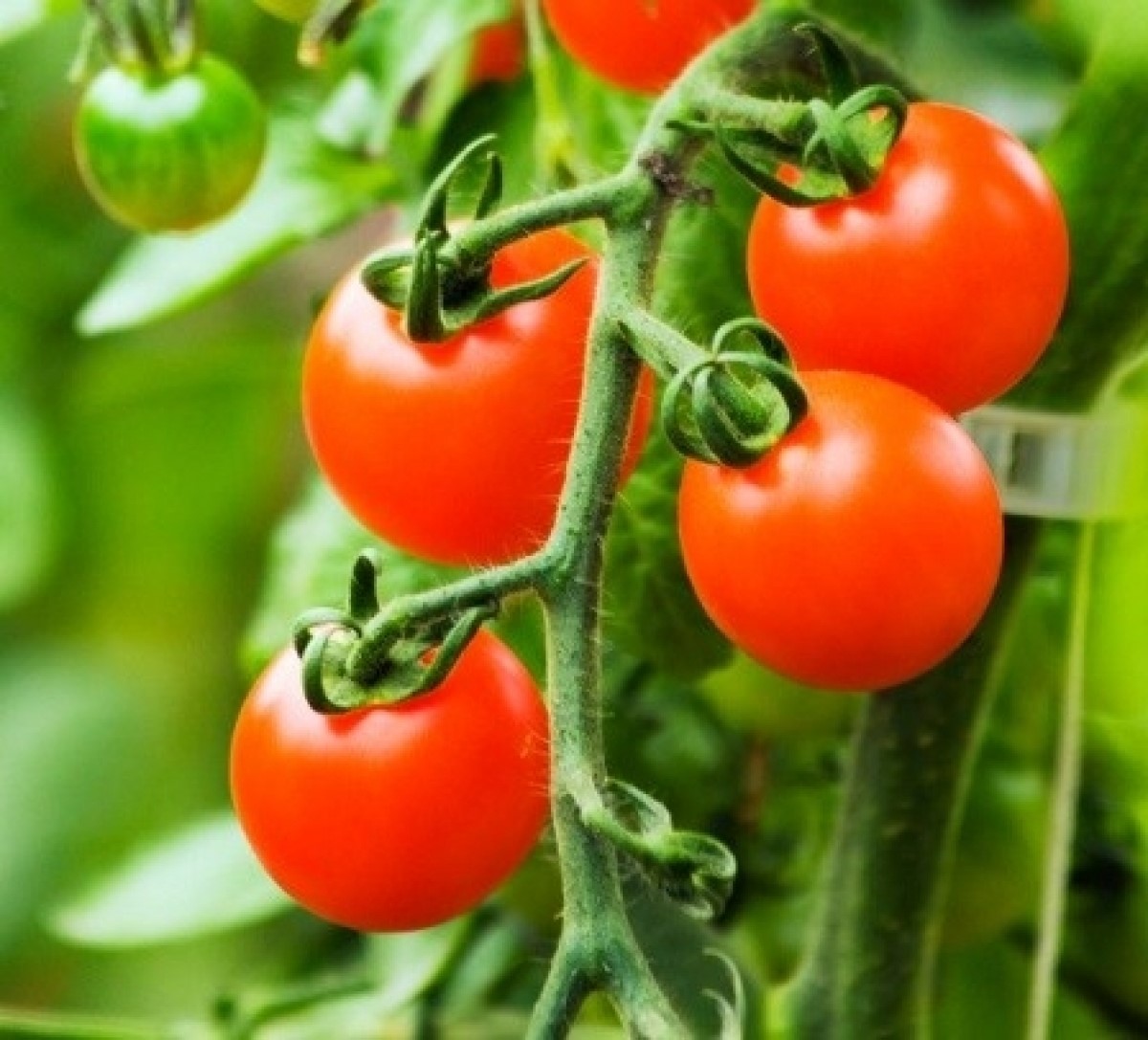 Large Cherry Tomato