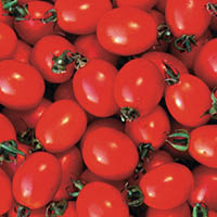Borghese cherry tomato