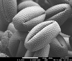 microscopic image of pollen