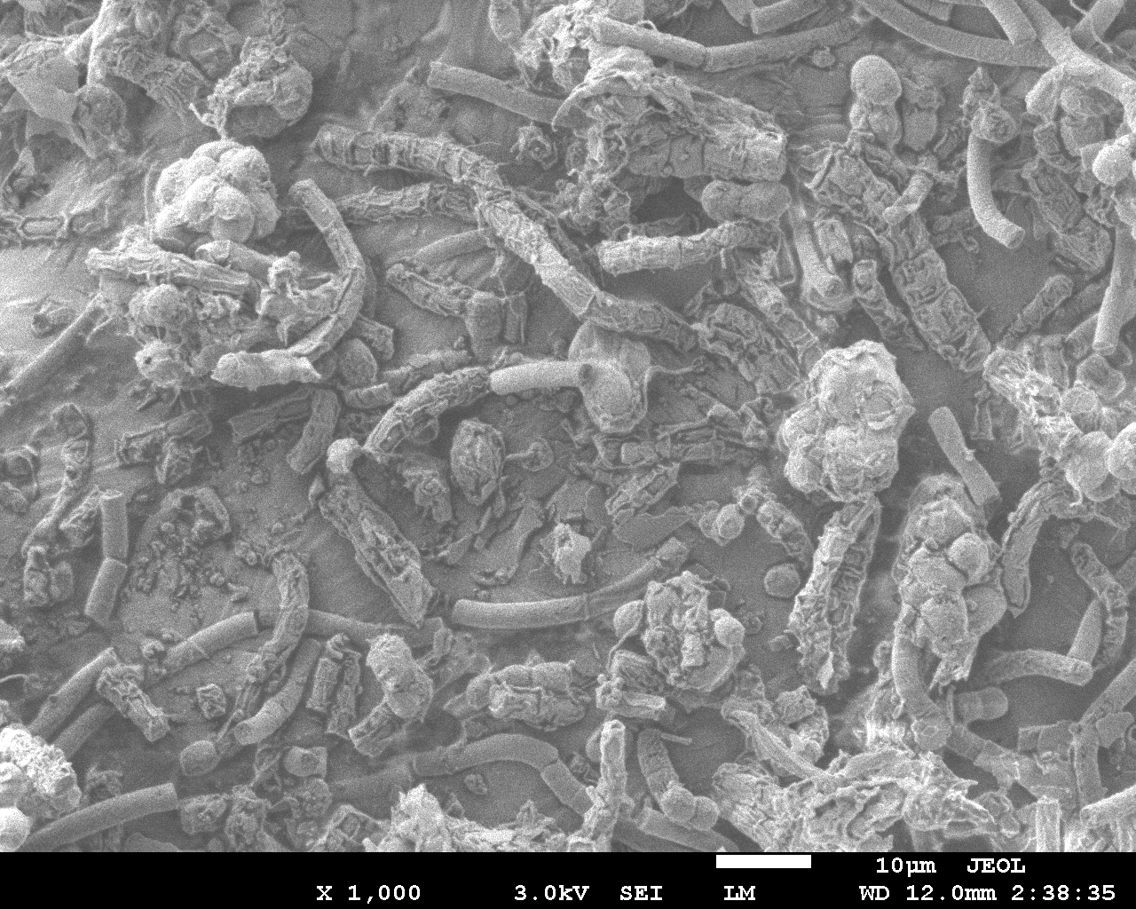 Scanning Electron Microscope Image Database