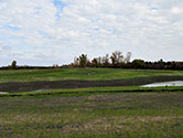 Maumee Bay Wetlands