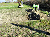 Maumee Bay Wetlands