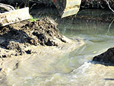 Maumee Bay Wetlands