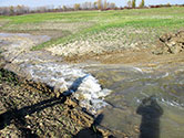 Maumee Bay Wetlands