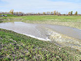 Maumee Bay Wetlands