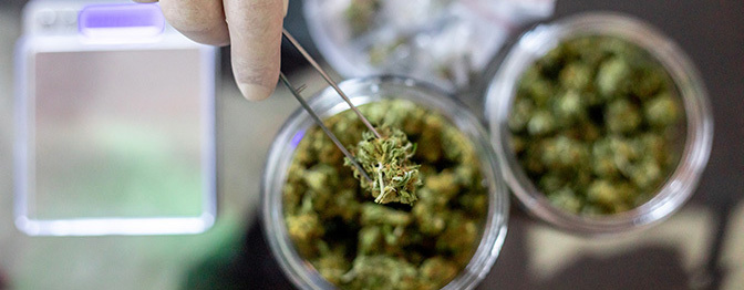 cannabis management