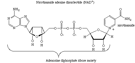 ADP ribosyl image