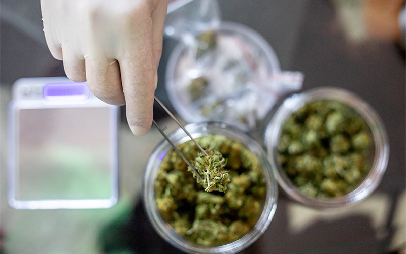 hand with a pair of tweezers picks up a piece of cannabis from dish
