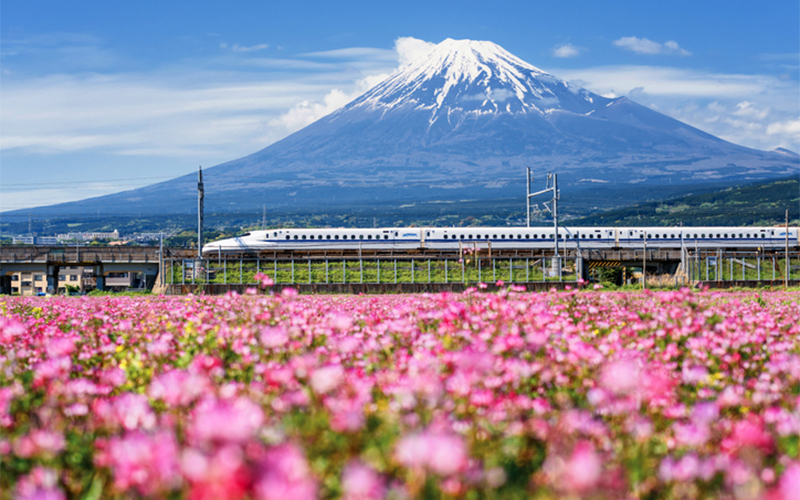 Japanese mountain landscape with a field of pink flowers and a bullet train passing by on the railroad